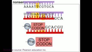 Mutation and DNA repair mechanism animation [upl. by Desirae]