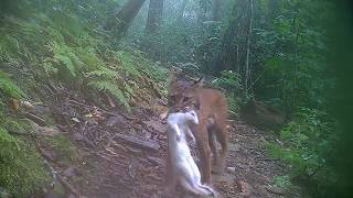 Bobcats stalking prey behind our home in Hendersonville NC [upl. by Ingmar]