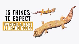 Owning A Baby  Juvenile Leopard Gecko  15 THINGS TO EXPECT [upl. by Schargel]