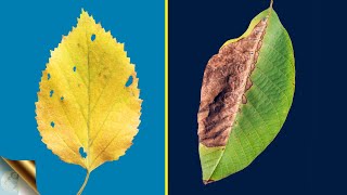 TOP 10 REASONS FOR LEAF YELLOWING AND LEAF BURNING  BROWNING WITH TREATMENT 🍂🍂 [upl. by Ileana]