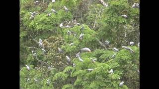 African Grey Parrots At The Bai [upl. by Danforth671]