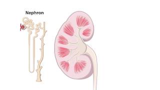 Renal Hemodynamics Animation [upl. by Theda]