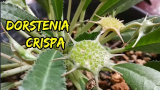 dorstenia var for sale [upl. by Weisman601]