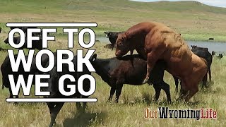 Putting Bulls In With The Cows on the Ranch [upl. by Ime]