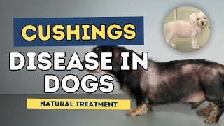 Cushings Disease in Dogs Natural Treatment [upl. by Lebasiram]