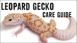 LEOPARD GECKOS Care Guide for Beginners [upl. by Phonsa653]