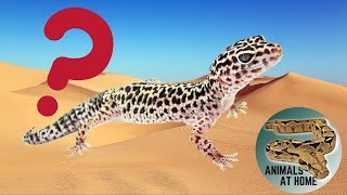 Where do Leopard Geckos Live in the Wild [upl. by Leahcim899]