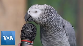 Talking Parrot  VOANews [upl. by Anikram]