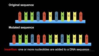 DNA Gene Mutations Frameshift Point Insertion Deletion and Substitution [upl. by Janenna]