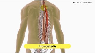 Two Minutes of Anatomy Thoracic Spine [upl. by Esilahs]