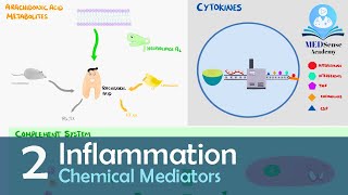 Chemical Mediators of Inflammation [upl. by Ketti]