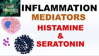 INFLAMMATION Part 4 Chemical Mediators HISTAMINE amp SEROTONIN [upl. by Sacci]