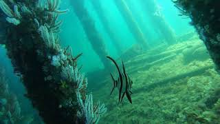 Freediving Busselton Jetty WA [upl. by Loris645]