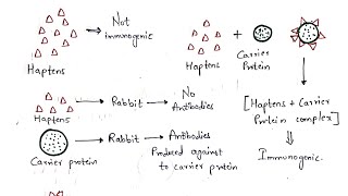 Haptens and Adjuvants  Bio science [upl. by Eissej]