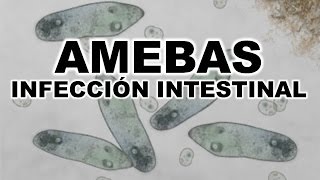 AMEBAS  AMEBIASIS [upl. by Treblih]