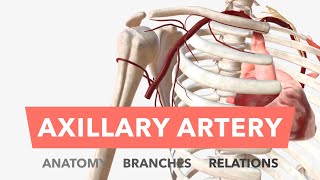 Axillary Artery  Anatomy Branches amp Relations [upl. by Erastes]