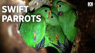 Swift Parrots  An Endangered Species Remarkable Recovery [upl. by Siloum]