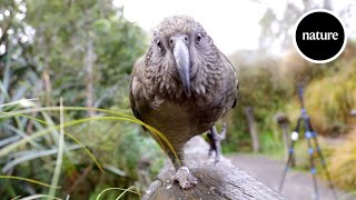 The parrots that understand probabilities [upl. by Ytissac]