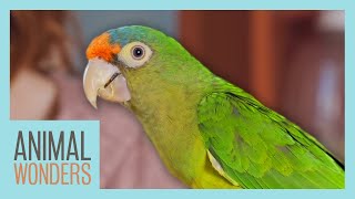 Parrot Care Basics  Compilation [upl. by Annecorinne]