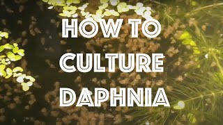 How To Culture Daphnia Magna [upl. by Nathanael195]