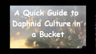 How to culture daphnia outside [upl. by Oicnedif448]