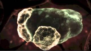 Naegleria fowleri  Braineating amoeba [upl. by Isteb]