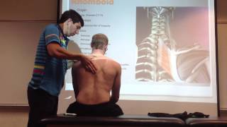 Rhomboid Manual Therapy Palpation and Stretch [upl. by Izabel571]