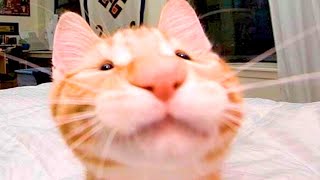 BEST CAT MEMES COMPILATION OF 2020  2021 PART 54 FUNNY CATS [upl. by Skyler]