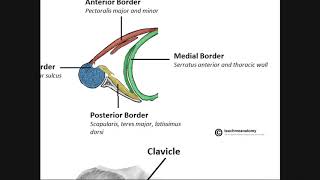 The Axilla  Boundaries and Contents [upl. by Ailadgim]