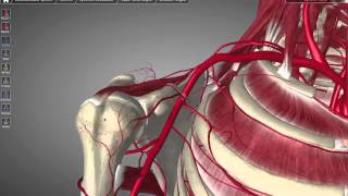 Axillary Artery Tutorial [upl. by Luciano]