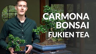 Carmona Bonsai care Fukien tea [upl. by Inasah]