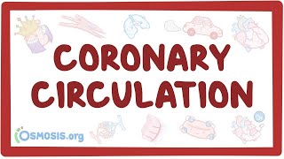 Coronary circulation  an Osmosis Preview [upl. by Enilauqcaj]