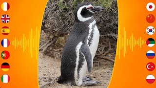 Bird Sounds Magellanic Penguin [upl. by Cotterell326]