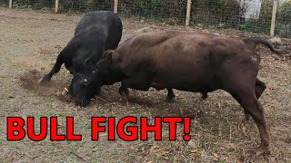 the BULLS BATTLE for dominance  combining the cattle herds amp turning them out on fall pasture [upl. by Boleslaw]