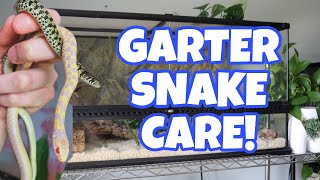 HOW TO TAKE CARE OF A GARTER SNAKE [upl. by Nelan772]