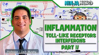 Immunology  Inflammation Toll Like Receptors and Interferons Part 4 [upl. by Gentilis]