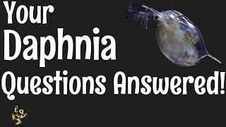 Daphnia Questions Answered [upl. by Ia390]