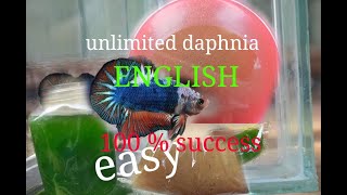 daphnia moina culture Easy way Unlimited production English  with sub Green water Chlorella [upl. by Arvid]