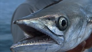 Kingfish Fishing and Amberjack off of Tampa Bay Florida [upl. by Mehcanem]