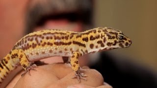 5 Cool Facts about Leopard Geckos  Pet Reptiles [upl. by Siaht138]