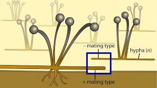 Life Cycle of a Zygospore Fungus [upl. by Ayenet842]