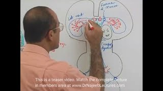 Cerebrospinal Fluid  Neuroanatomy [upl. by Oloapnaig]