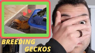 Leopard Gecko Breeding Setup How I Breed My Leopard Geckos [upl. by Nahtaoj491]