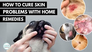 How To treat 5 Skin infection in dogs 🐕 with home remedies [upl. by Artemus]