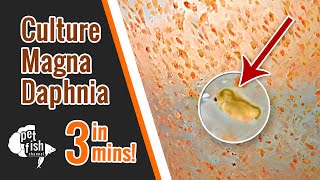 How to culture DAPHNIA MAGNA  The easy way [upl. by Kulda897]