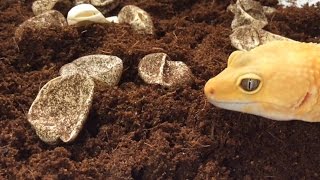 How to Incubate Leopard Gecko Eggs [upl. by Marya447]