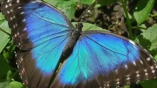 Blue Morpho Butterfly Facts [upl. by Rab800]