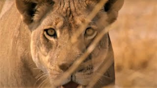 Best Wild Animal Chases Part 2  BBC Earth [upl. by Yellac]