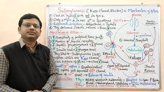 Diabetes Mellitus Part10 Mechanism of Action of Sulfonylurease  Antidiabetic Drugs  Diabetes [upl. by Wilcox]