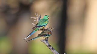 Australian parrots in the wild [upl. by Odin443]